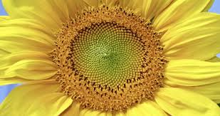 Sucesión de Fibonacci